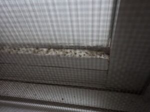 網戸に生えたカビを除去する方法を専門家が解説