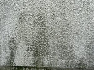 家の外壁に発生したカビは除去できるのか？対策方法を専門家が解説